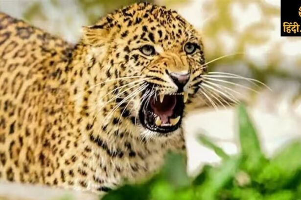 bijnor-leopard-attack-eight-year-old-girl-death-forest-department-negligence