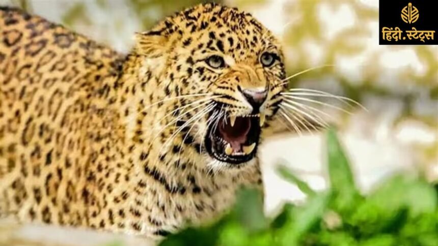 bijnor-leopard-attack-eight-year-old-girl-death-forest-department-negligence