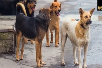 "chandauli-dog-dispute-muslim-hindu-clash-two-injured"