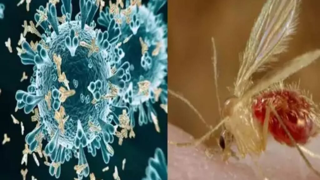 Chandipura-virus-continues-to-wreak-havoc-in-Gujarat-44-people-dead-so-far-