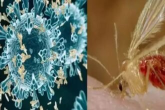 Chandipura-virus-continues-to-wreak-havoc-in-Gujarat-44-people-dead-so-far-