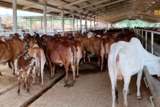 Untitled design - 2024-07-27T203918.117