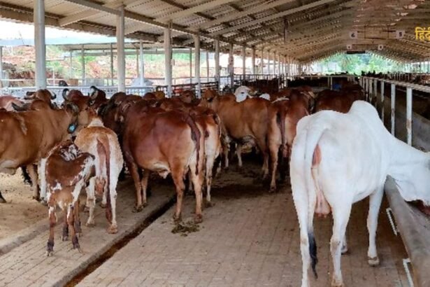 Untitled design - 2024-07-27T203918.117