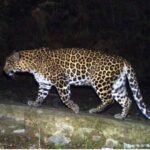 "ambala-tharwa-leopard-attack-child-serious-condition-chandigarh"