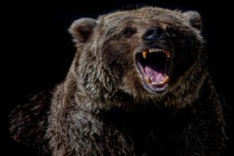 bahriach-man-eater-wolf-attack