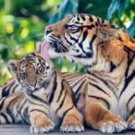 world-tiger-day-2024-katarnia-ghat-tiger-population