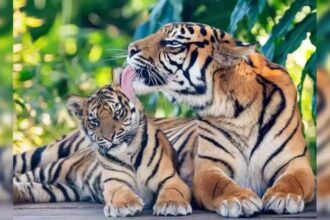 world-tiger-day-2024-katarnia-ghat-tiger-population