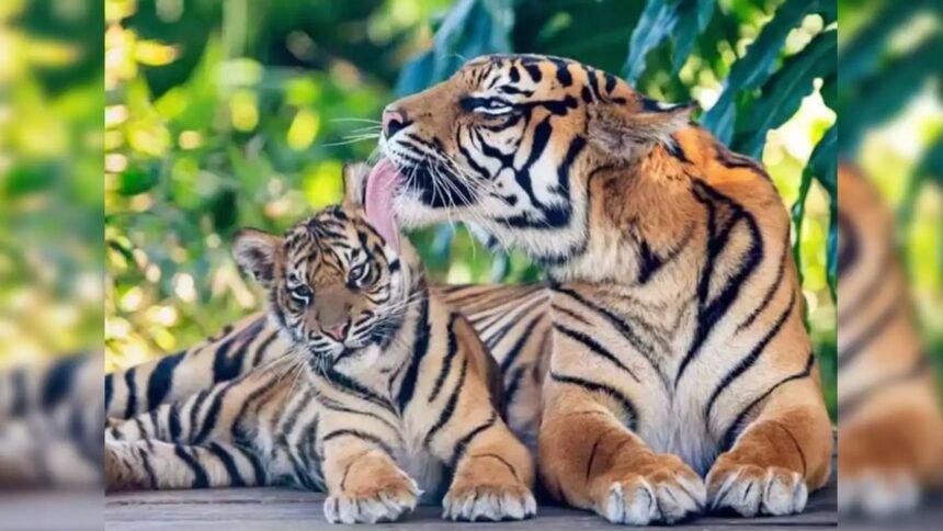 world-tiger-day-2024-katarnia-ghat-tiger-population