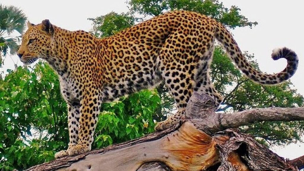 bahraich-leopard-in-market