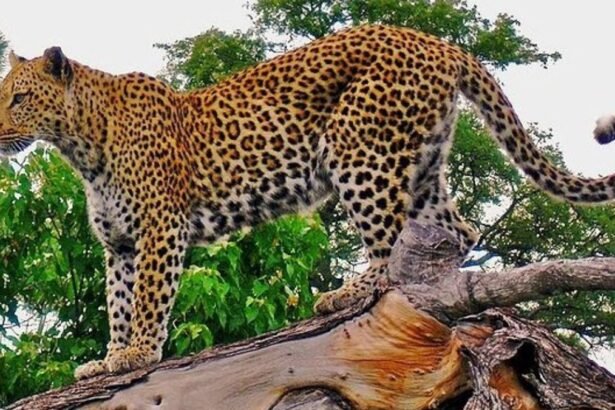 bahraich-leopard-in-market