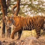 katarniaghat-tiger-population-increase-2026