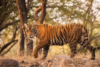 katarniaghat-tiger-population-increase-2026
