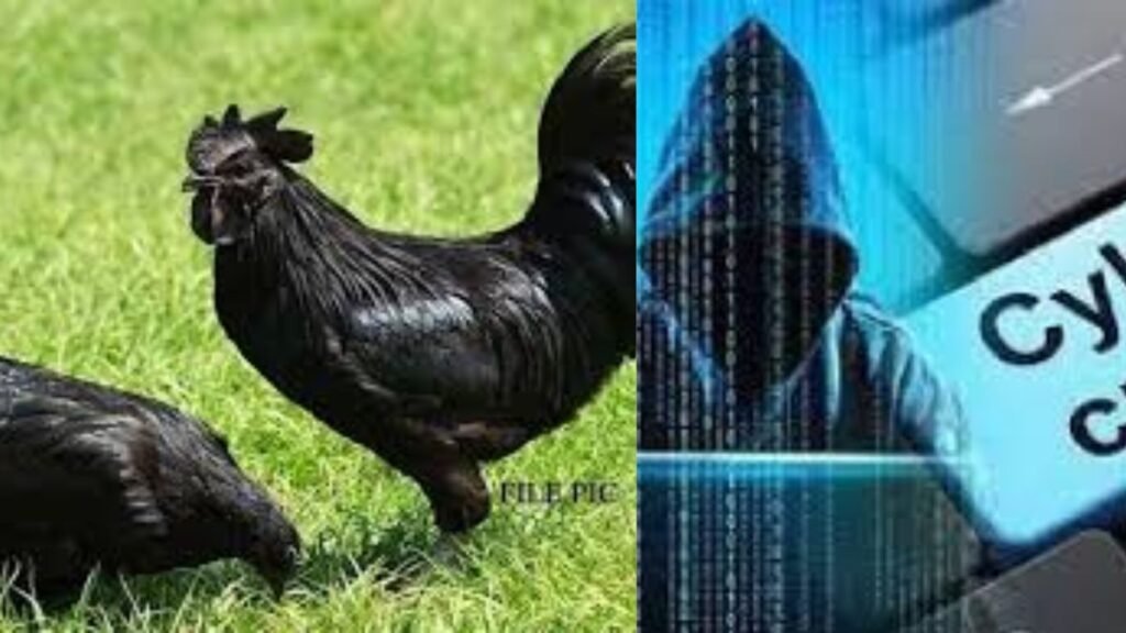 online-fraud-chicken-scam-raipur