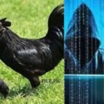 online-fraud-chicken-scam-raipur