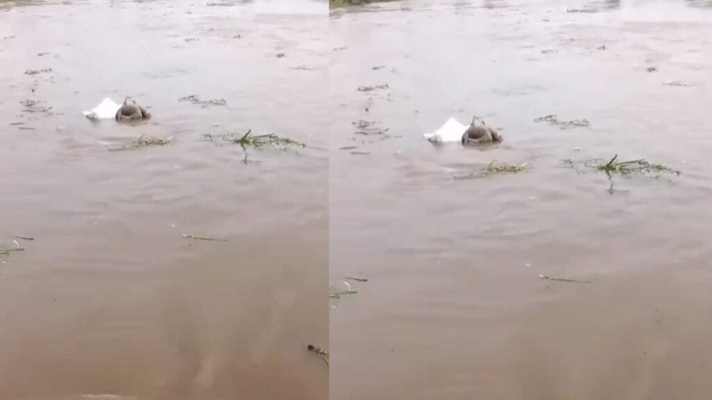 lalitpur-unknown-woman-body-shahzad-river