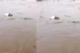 lalitpur-unknown-woman-body-shahzad-river