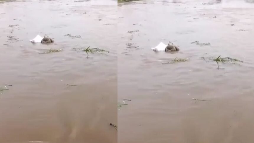 lalitpur-unknown-woman-body-shahzad-river