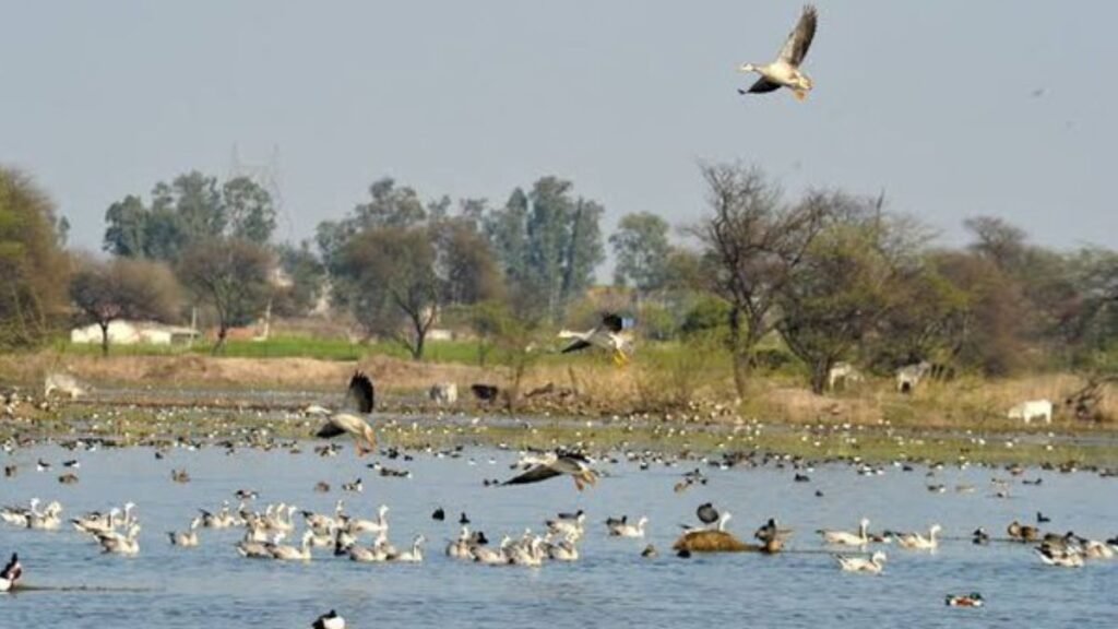 bird-sanctuary-village-near-ganga-river-ballia