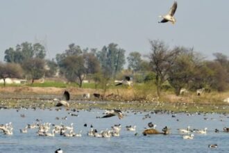 bird-sanctuary-village-near-ganga-river-ballia
