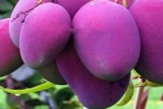 Self-taught Gardener Grows Rs 3 Lakhkg Mangoes