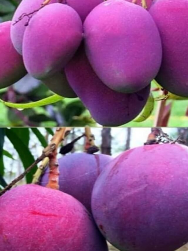 Self-taught Gardener Grows Rs 3 Lakhkg Mangoes