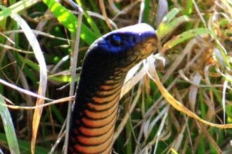 Top 10 Things Snakes Fear the Most