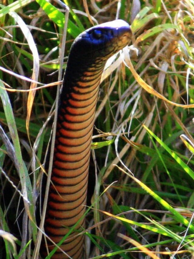 Top 10 Things Snakes Fear the Most