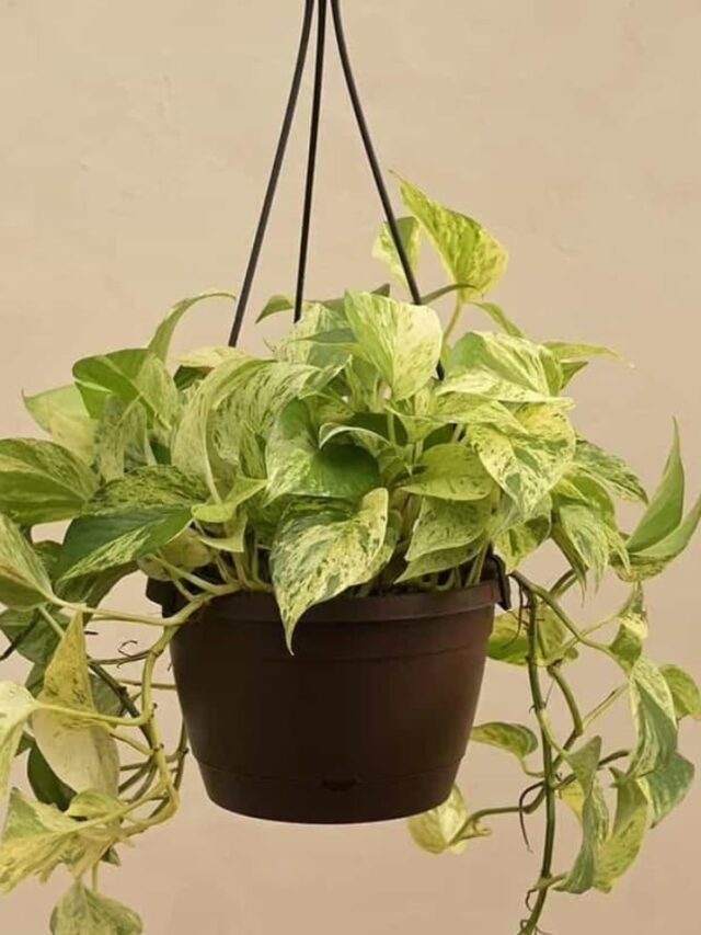 10 plants-should-not-keep-in-bathroom