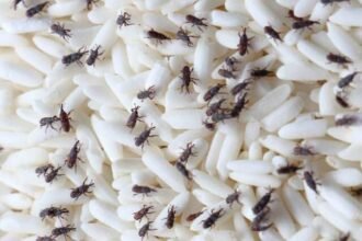 protect rice from insects