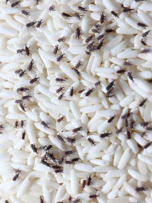 protect rice from insects