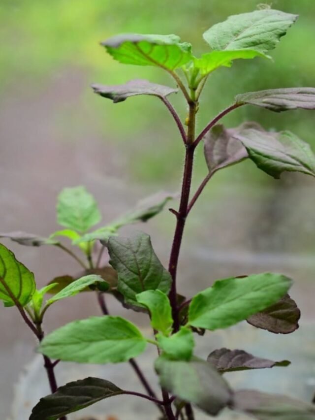 tulsi-plant-home-benefits