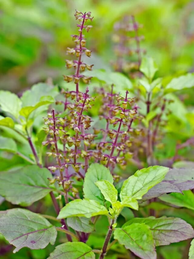 tulsi-plant-home-benefits