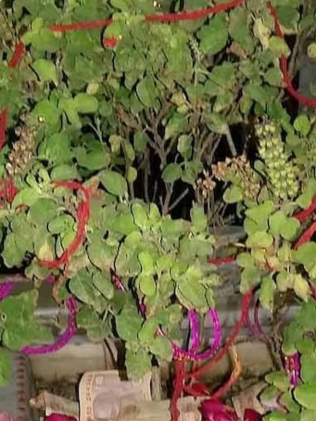 benefits-of-keeping-tulsi-in-shaligram