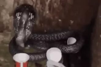 ghaziabad cobra Cobra Snake