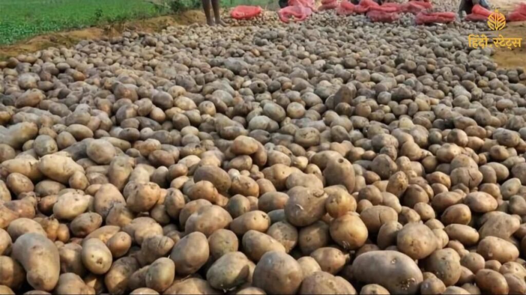 आलू की कीमतों को नियंत्रित