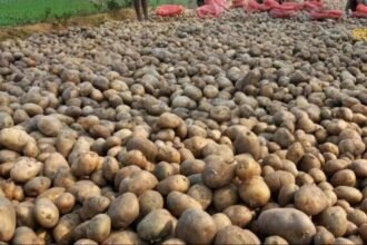 आलू की कीमतों को नियंत्रित