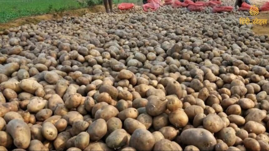 आलू की कीमतों को नियंत्रित