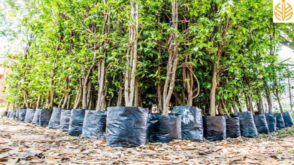 _नाथद्वारा युवराज वेदांत