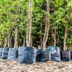 _नाथद्वारा युवराज वेदांत