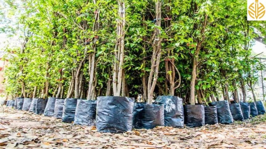 _नाथद्वारा युवराज वेदांत