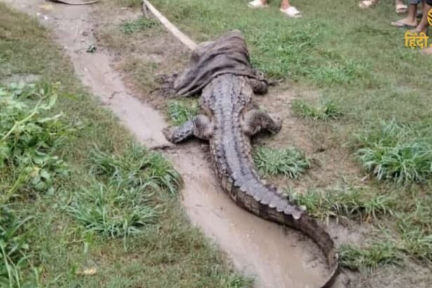 बगहा में गंडक नदी से निकले