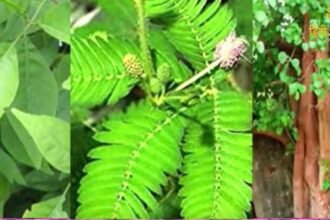 बगहा में गंडक नदी से निकले (5)