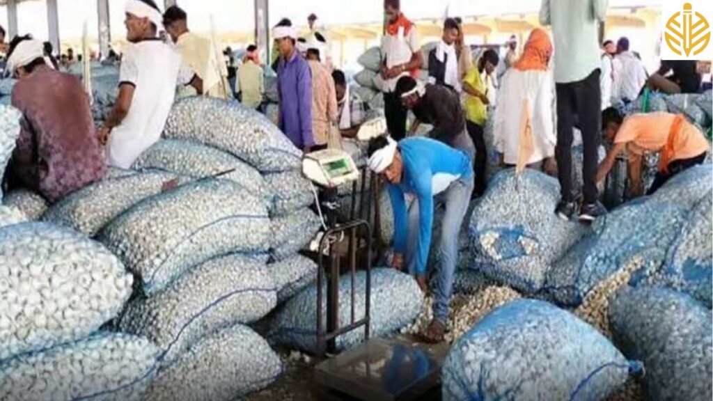 बारां की लहसुन मंडी में