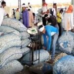 बारां की लहसुन मंडी में