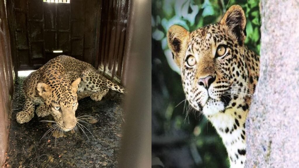 बिबट्याच्या हल्ल्यात शेतकरी