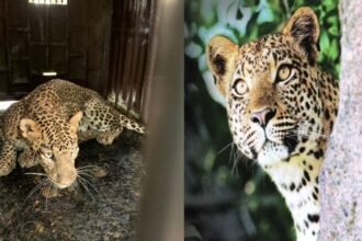 बिबट्याच्या हल्ल्यात शेतकरी