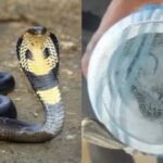 श्रावण मास के - 2024-07-25T110844.334