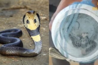 श्रावण मास के - 2024-07-25T110844.334