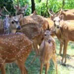 Rajasthan: भादरा में 8 हिरणों की मौत, श्मशान घाट में मिले शव, कुलदीप बिश्नोई ने सीएम भजनलाल से की जांच की मांग 3 bhadra-deer-deaths