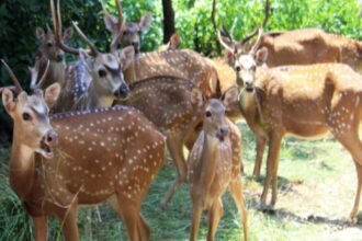 bhadra-deer-deaths